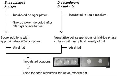 Bacterial and fungal bioburden reduction on material surfaces using various sterilization techniques suitable for spacecraft decontamination
